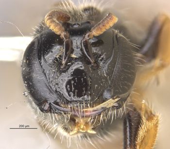 Media type: image;   Entomology 25252 Aspect: head frontal view